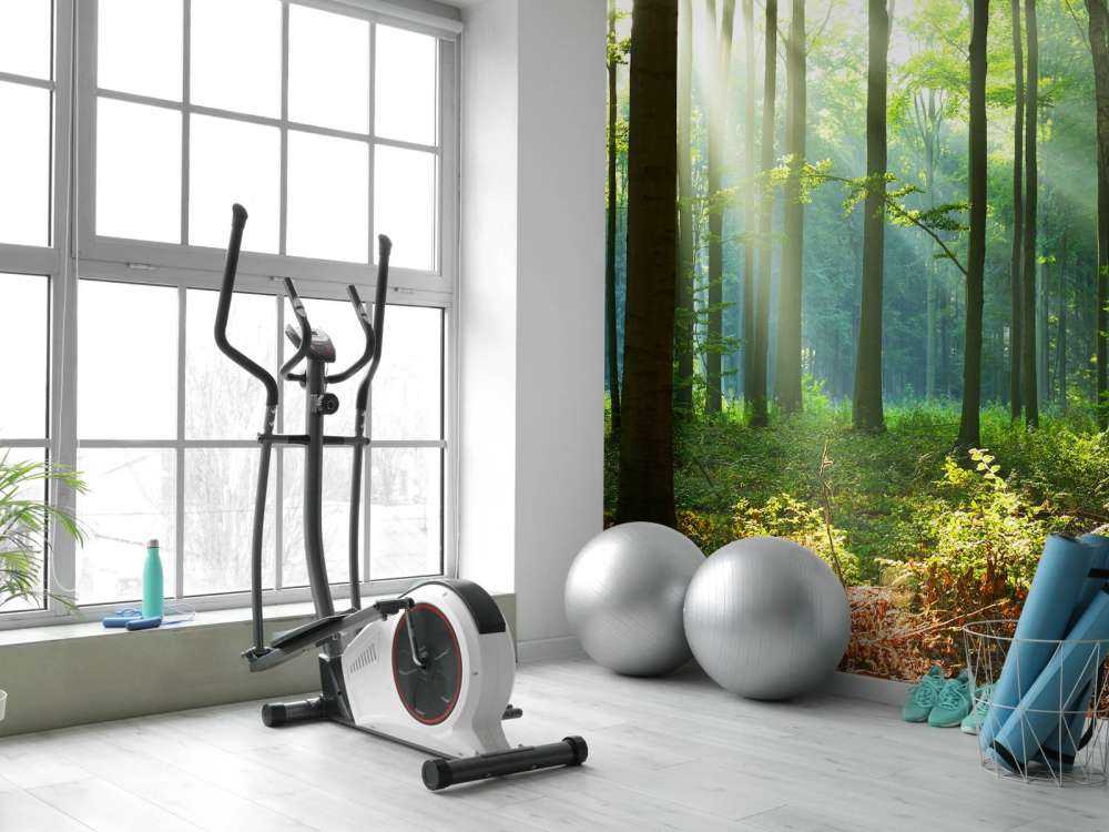 Mattina nella foresta