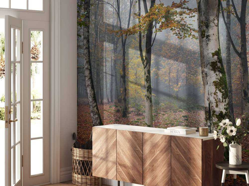 Bosco di betulle in autunno