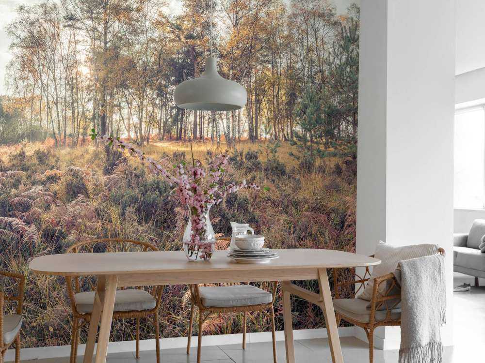 La foresta durante la mattina