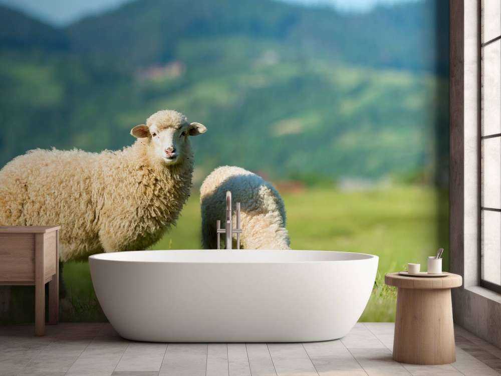 Due pecore al pascolo