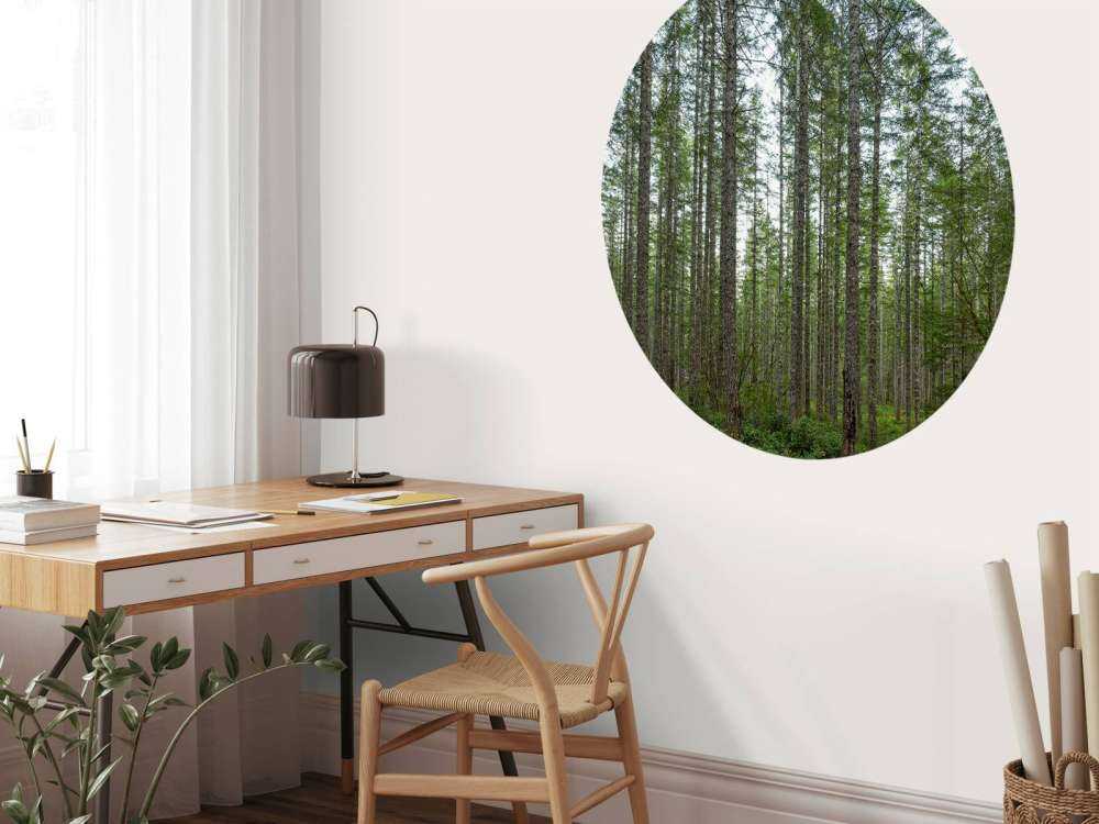 Alti alberi dritti