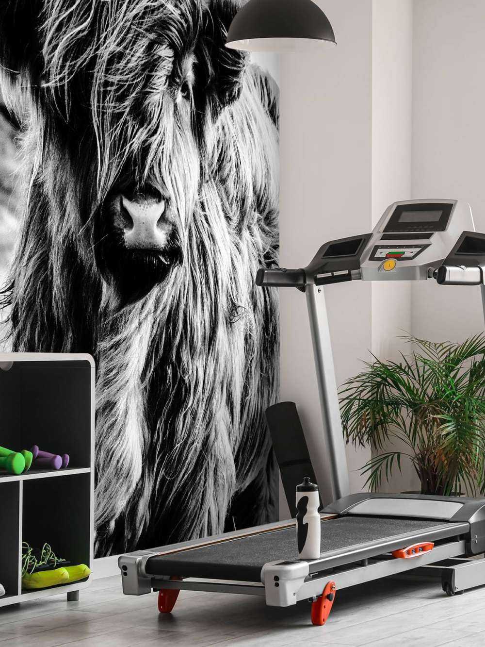 Highlander scozzese in bianco e nero