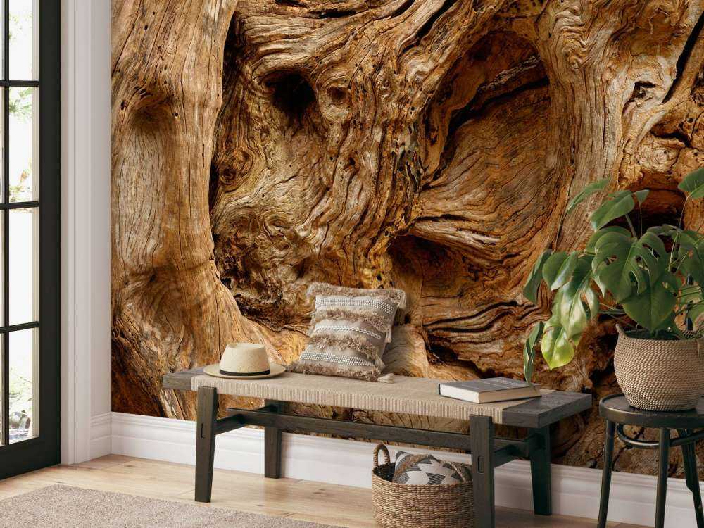 Vecchio albero da vicino