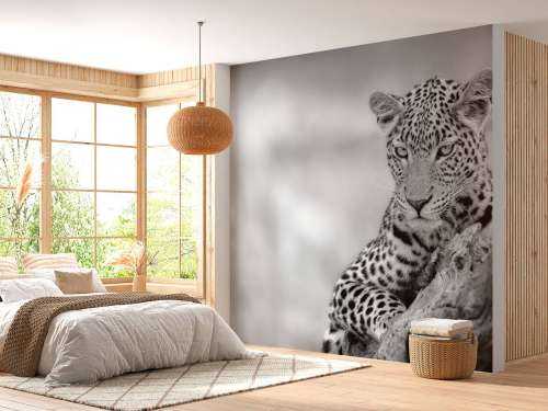 Leopardo nero, bianco
