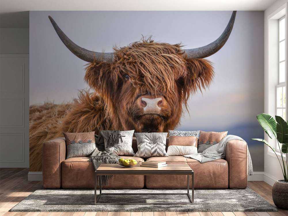 Staring Highlander scozzese