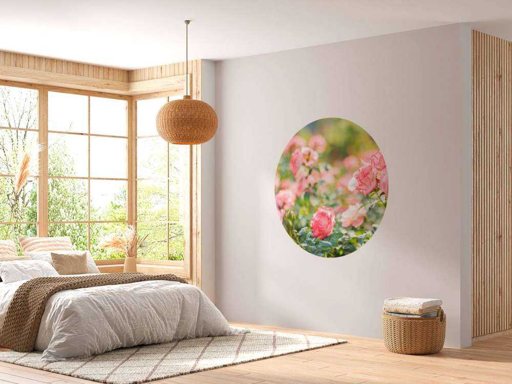 Rosa rosa chiaro cespuglio