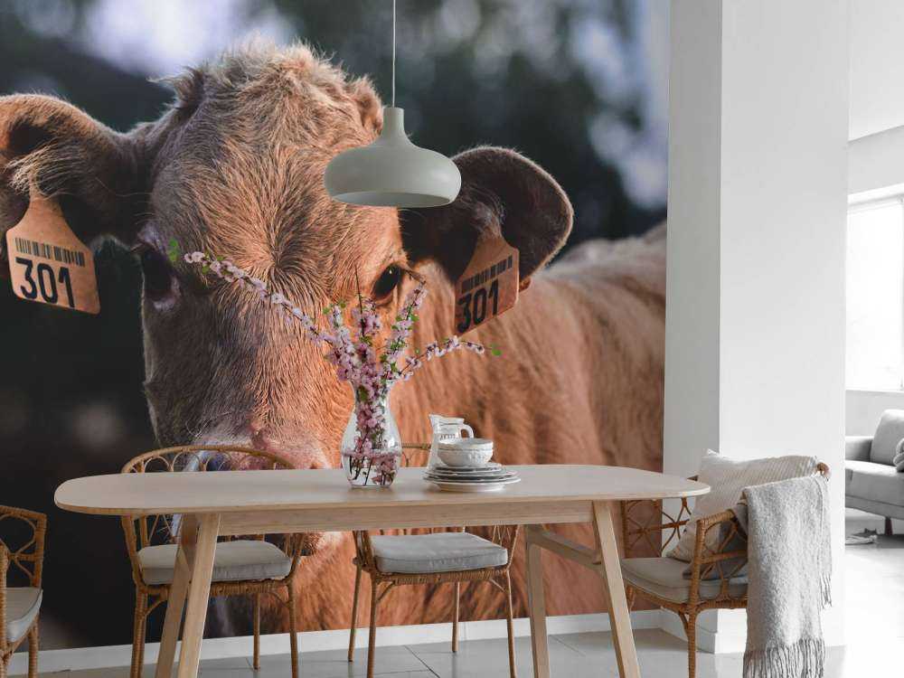 Mucca in primo piano