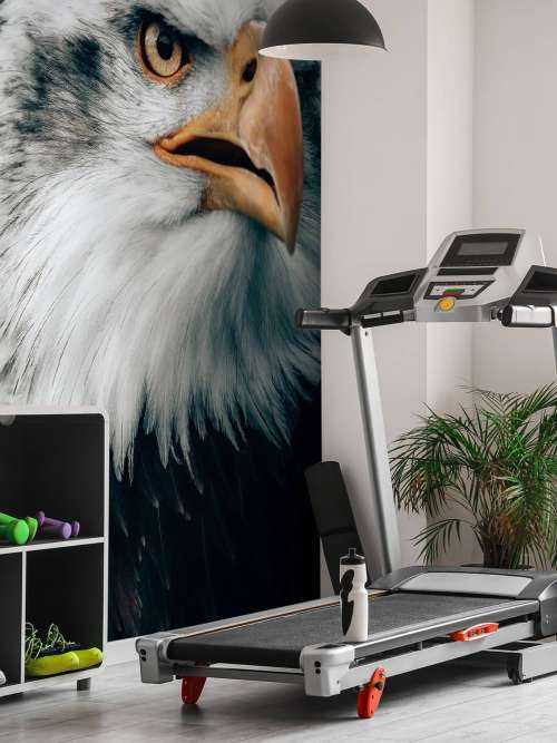 Aquila dalla coda bianca che fissa