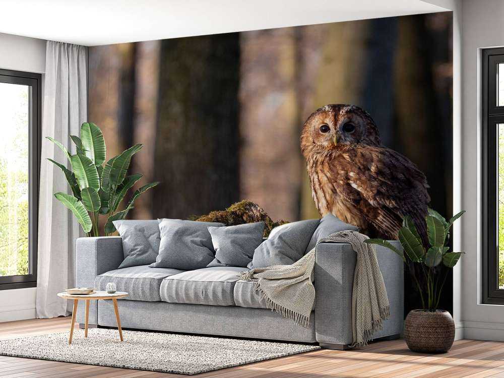 Piccolo gufo su un albero rotto