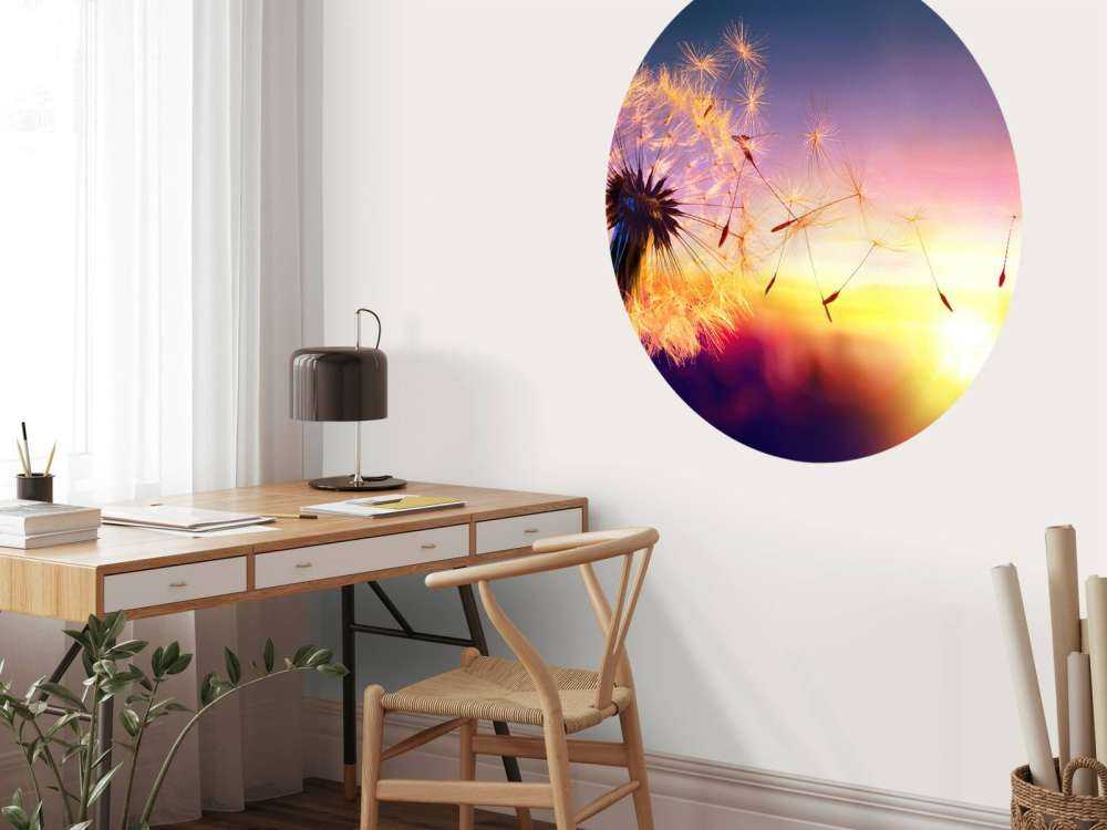 Tarassaco al tramonto