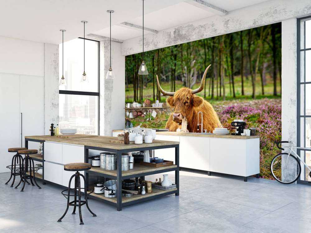 Highlander scozzese tra l'erica viola