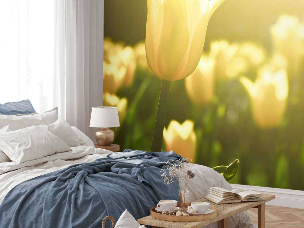 Tulipano giallo da vicino