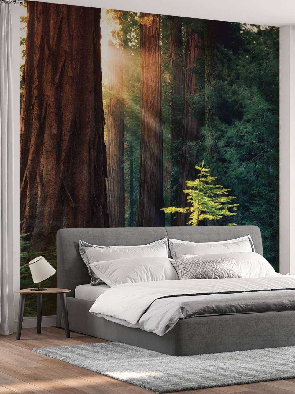 Luce del sole tra gli alberi di mogano