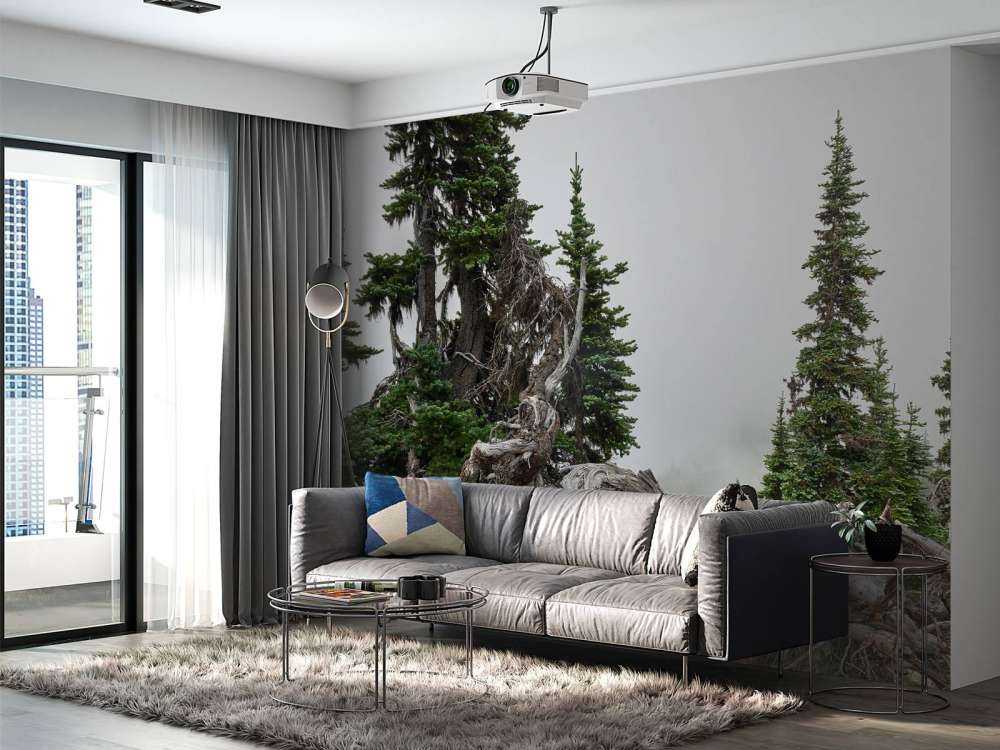 Alberi e vecchi alberi 