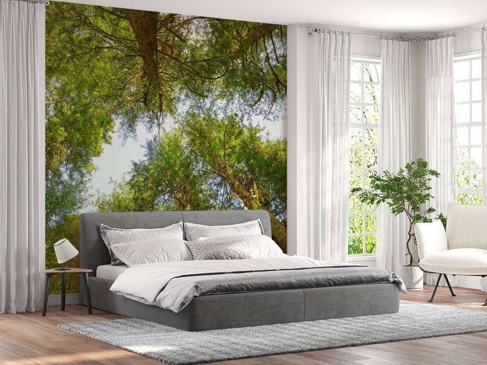 Alberi e foglie 