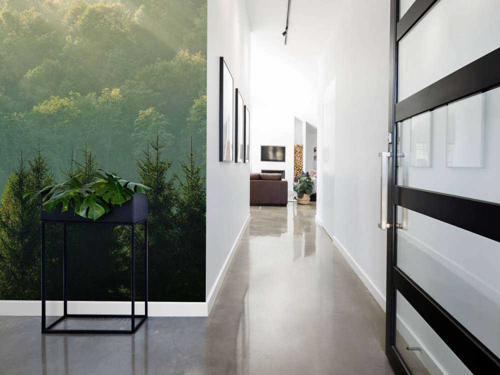 Raggi di sole sulla foresta