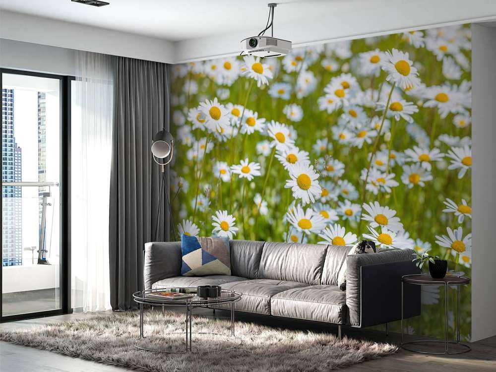 Margherite in un campo