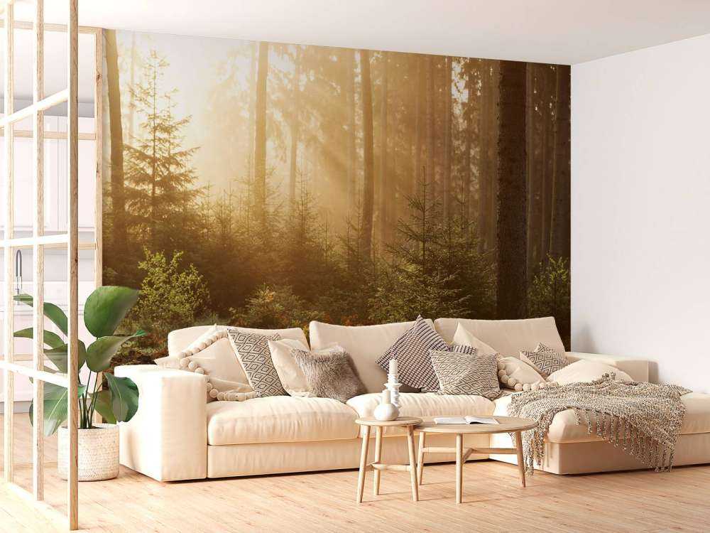 Raggi di sole attraverso la foresta