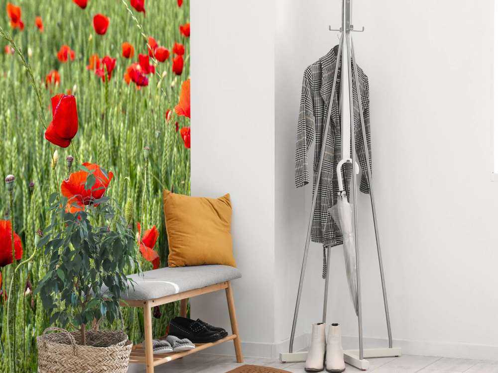 Campo di papaveri rossi