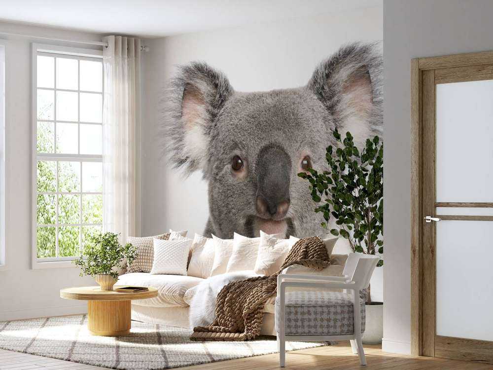 Foto di un koala