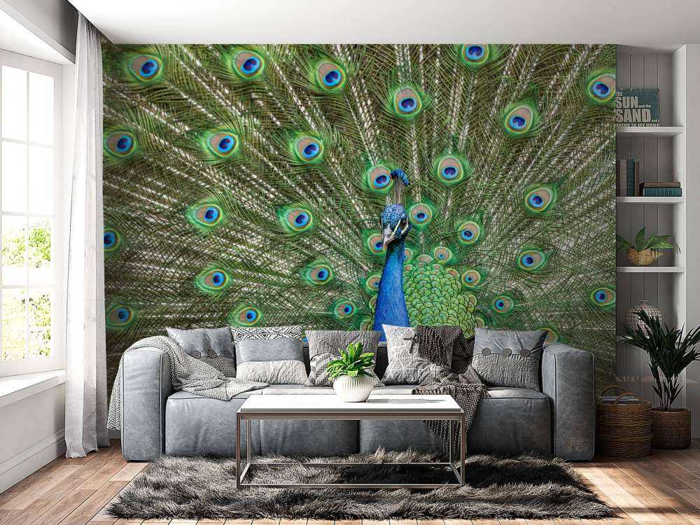 Pavone con piume dilatate