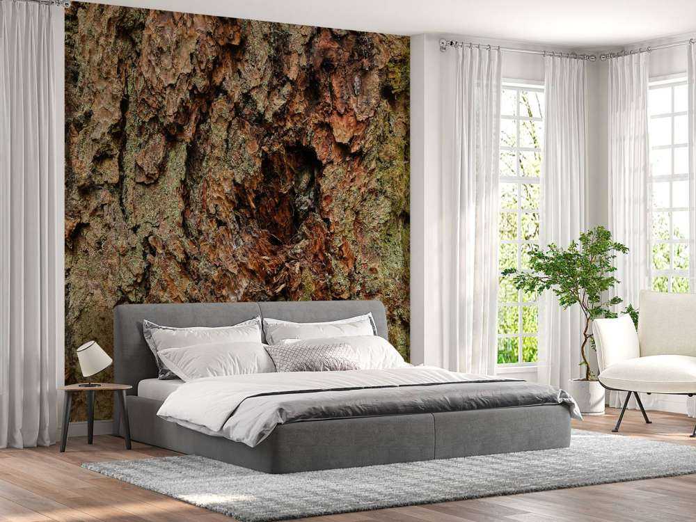 Albero corteccia vecchio albero 