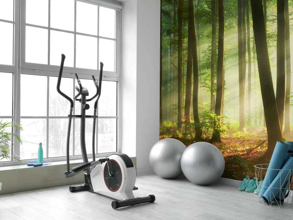 Il sole del mattino tra gli alberi