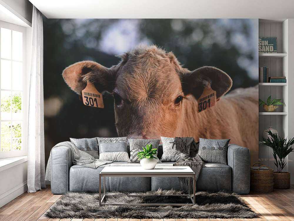 Mucca in primo piano