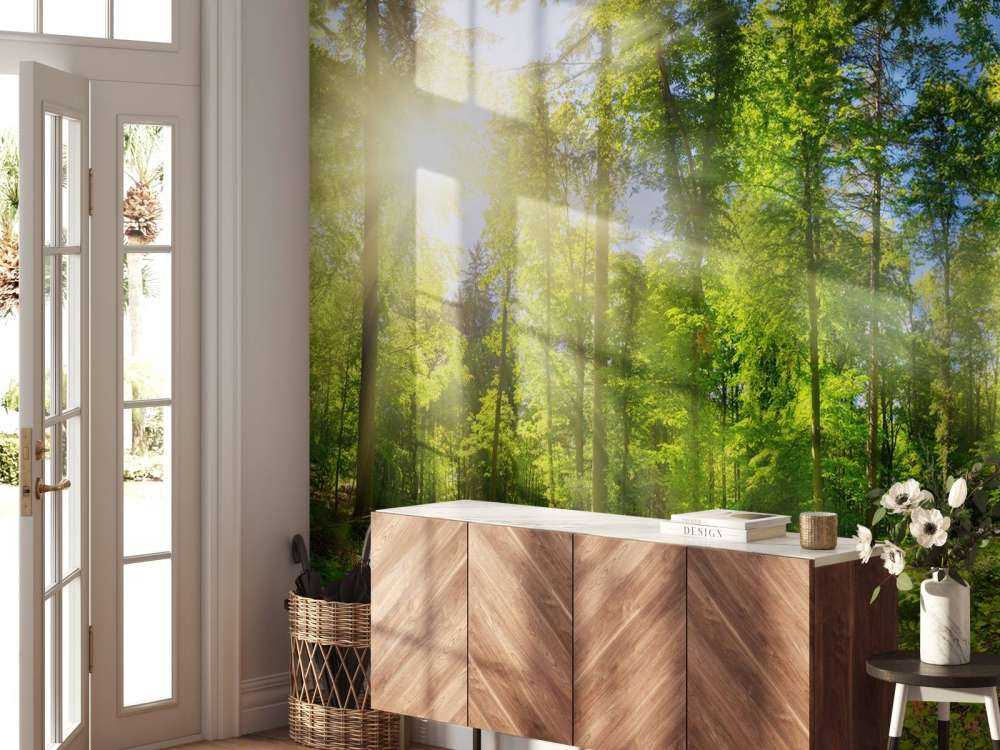 Foresta con raggi di sole