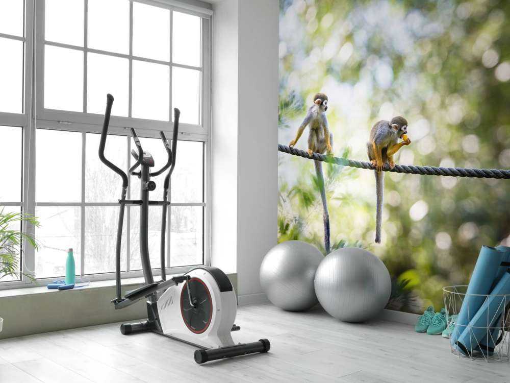 Scimmie scoiattolo su corda