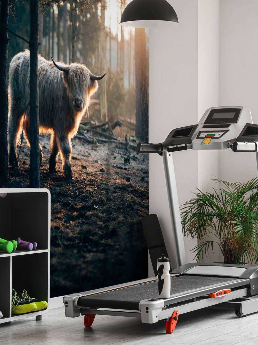 Highlander scozzese bianco