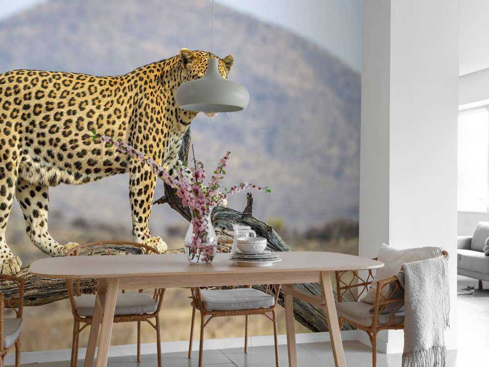 Leopardo in Namibia
