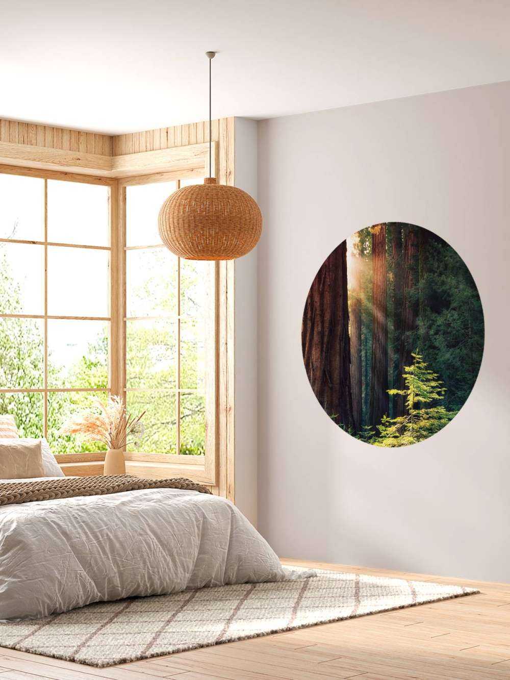 Luce del sole tra gli alberi di mogano