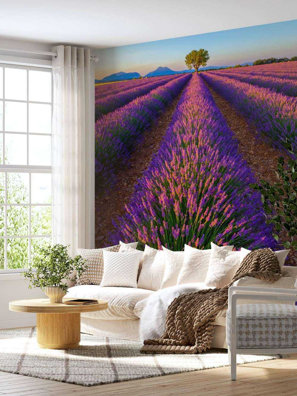 Lavanda alla luce del sole