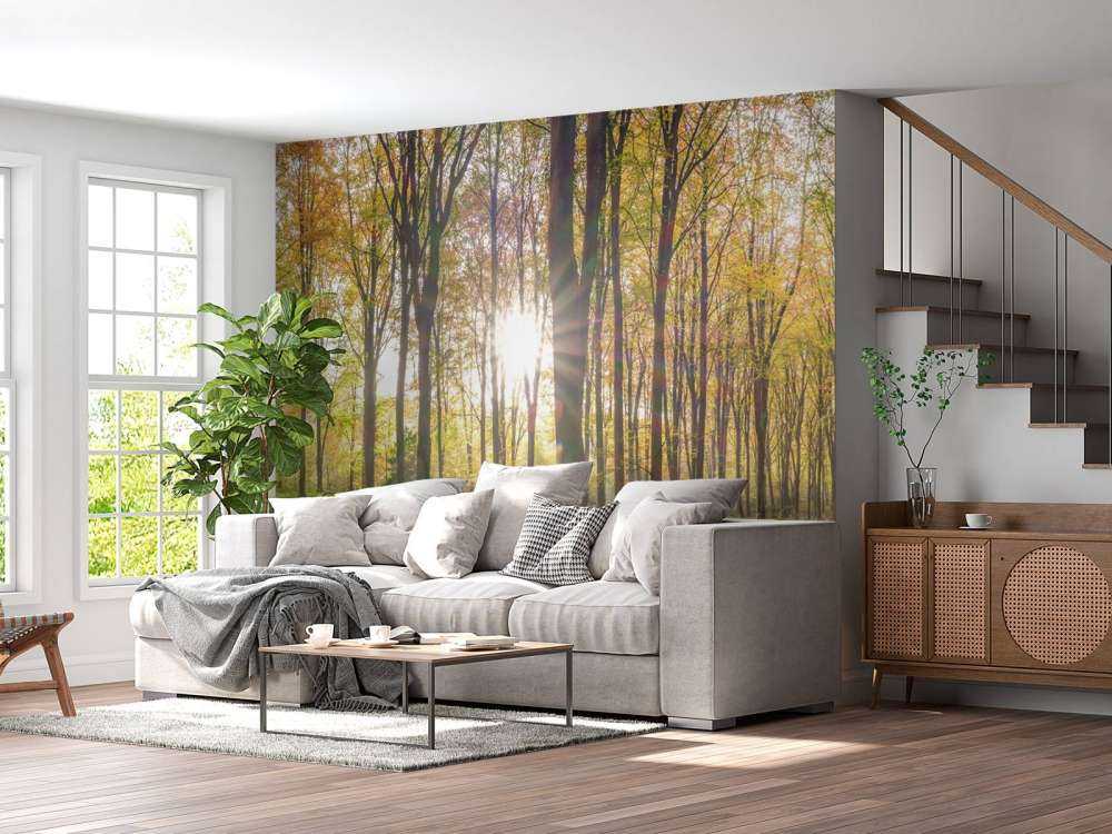 La luce del sole attraverso la foresta autunnale