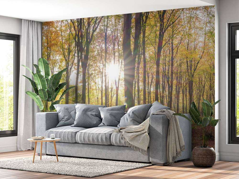 La luce del sole attraverso la foresta autunnale