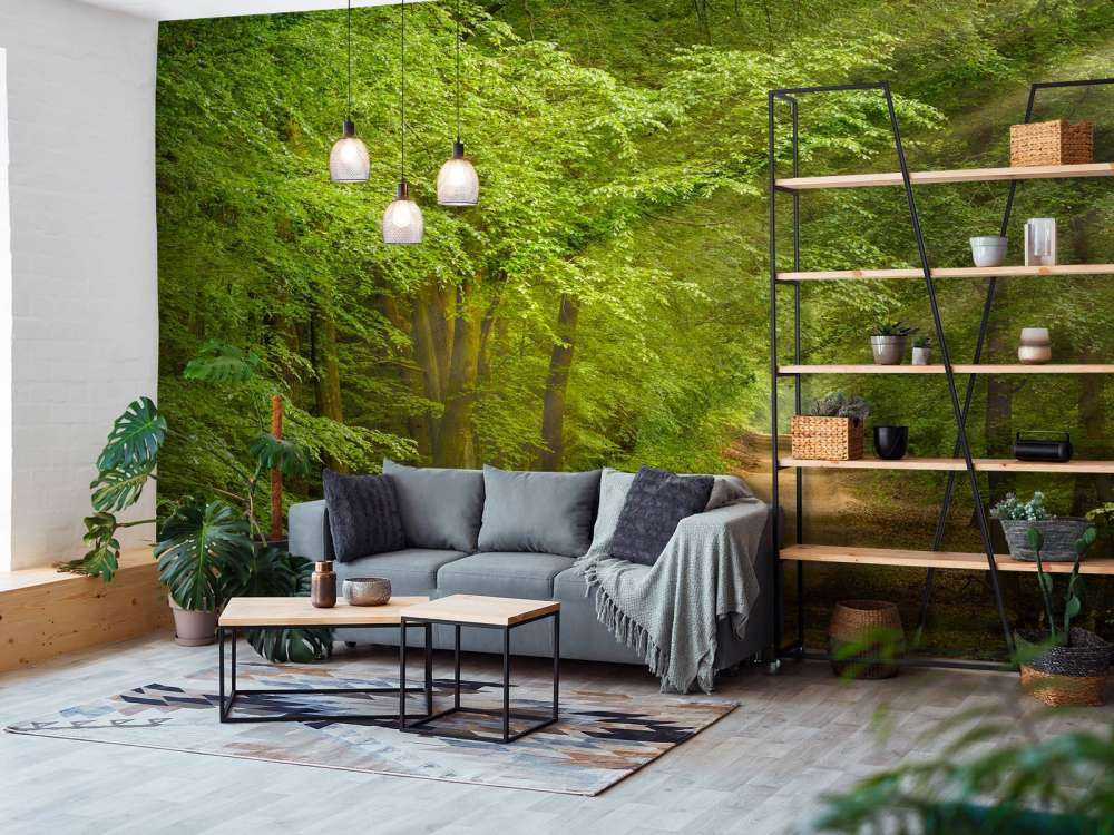 Rospo nella foresta con raggi di sole 