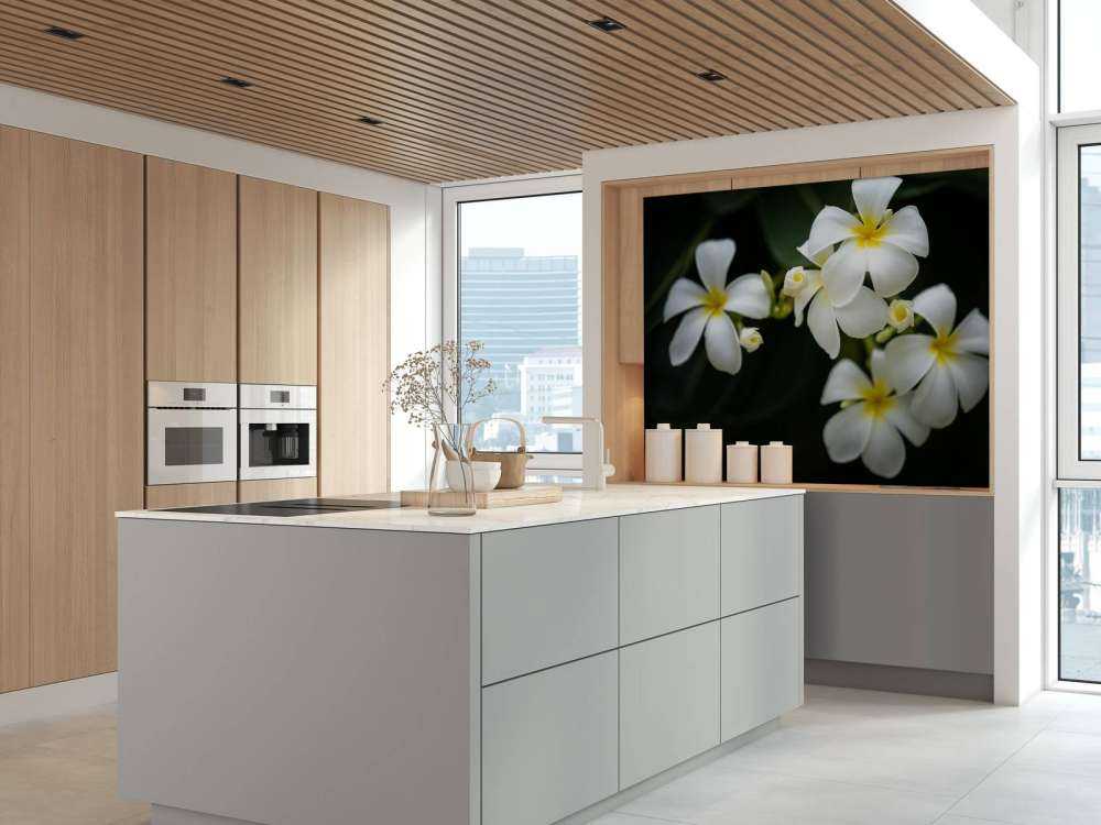 Plumeria primo piano