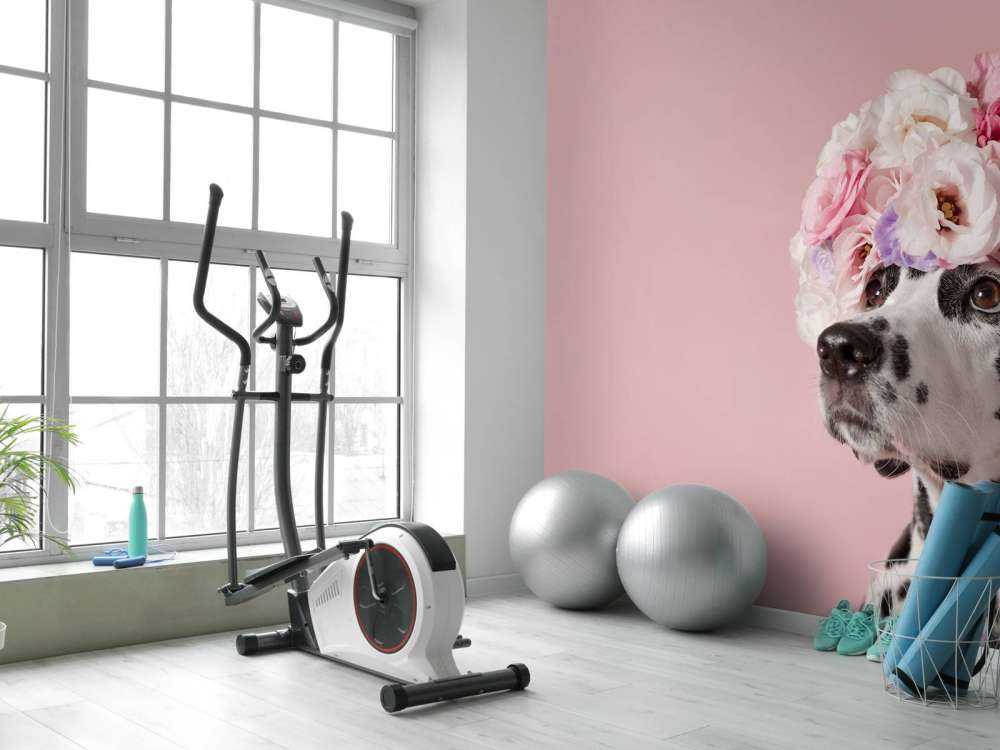 Dalmata con fiori colorati