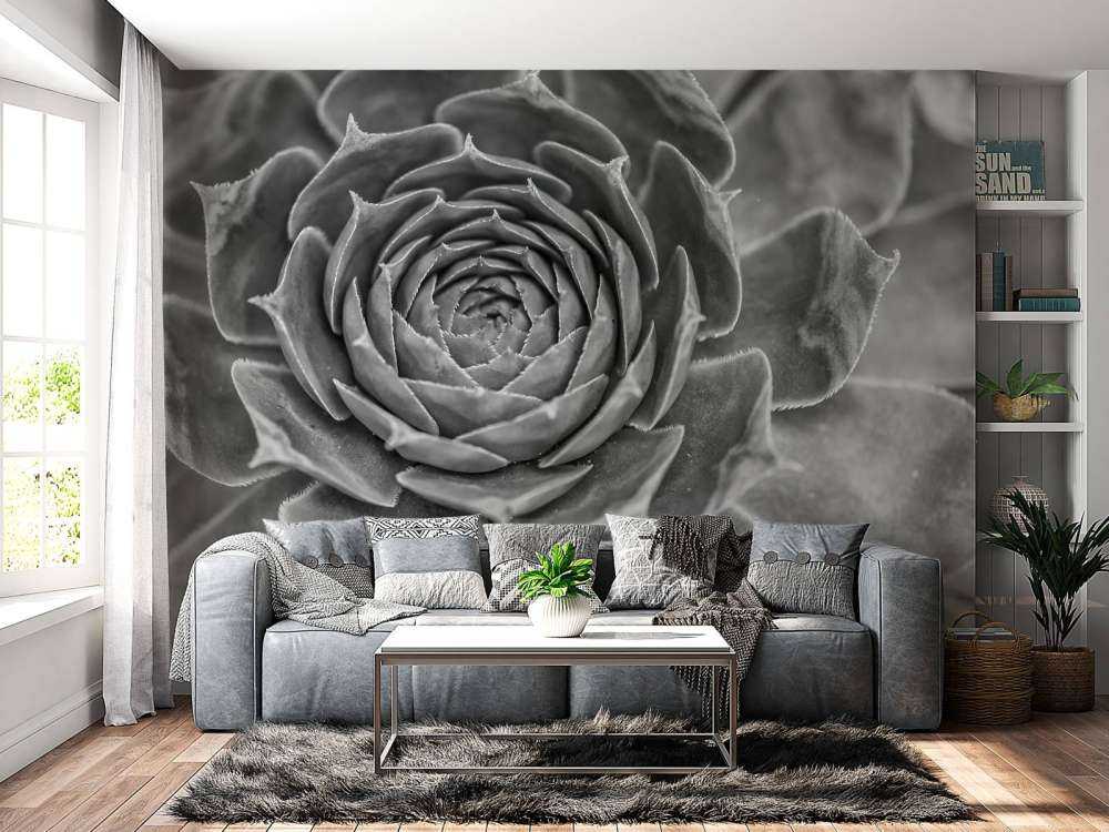 Succulento primo piano