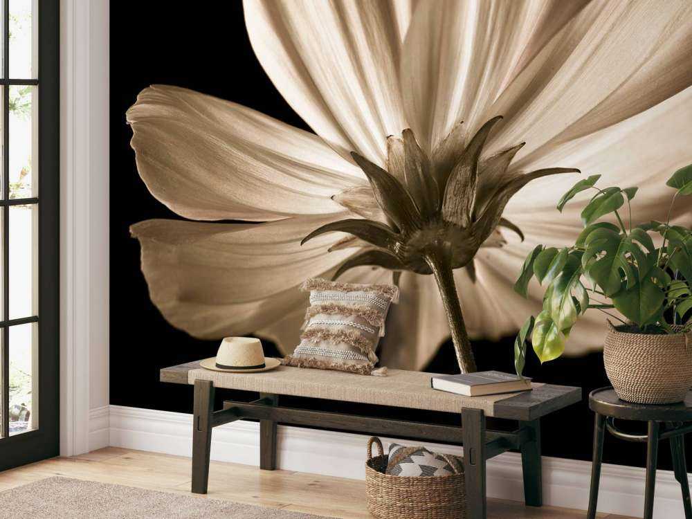 Fiore di cosmo dal basso