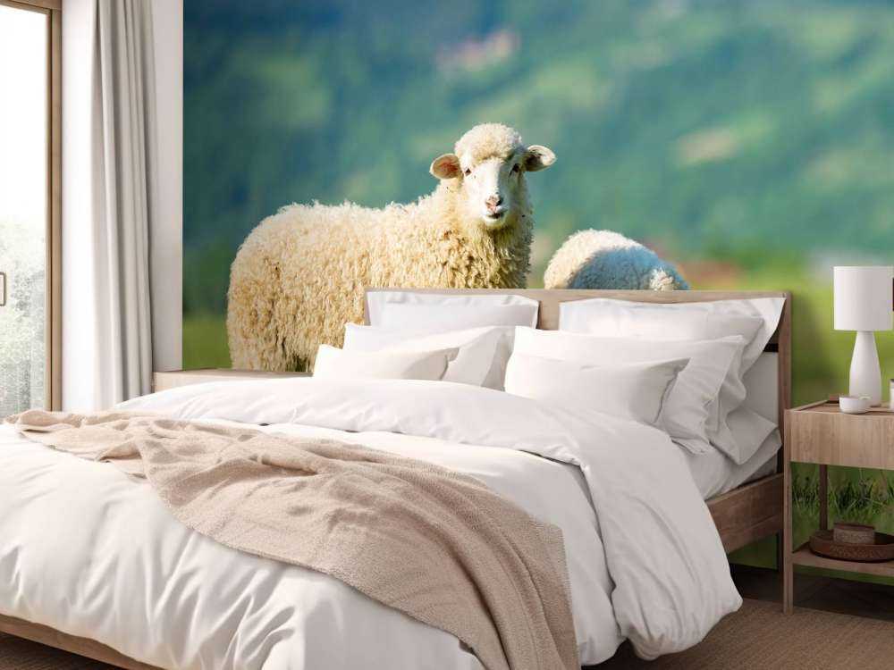 Due pecore al pascolo