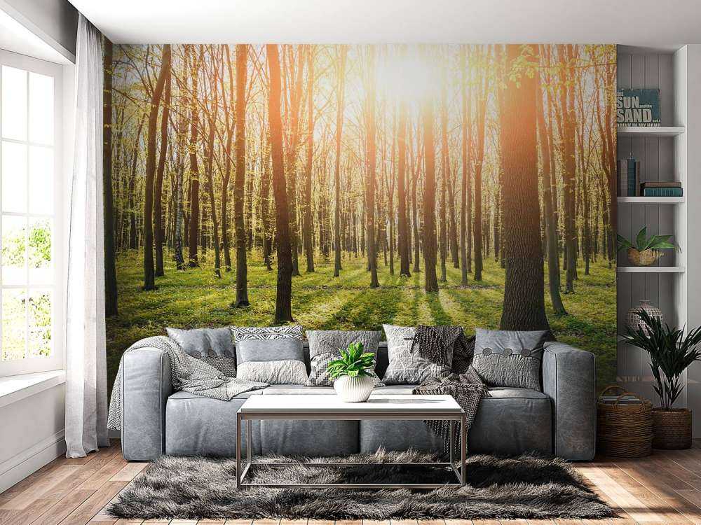 Sole serale in un bosco