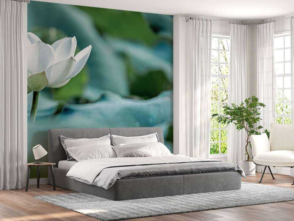 Fiore di loto bianco