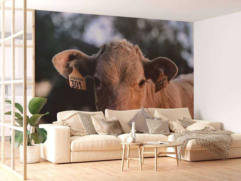 Mucca in primo piano