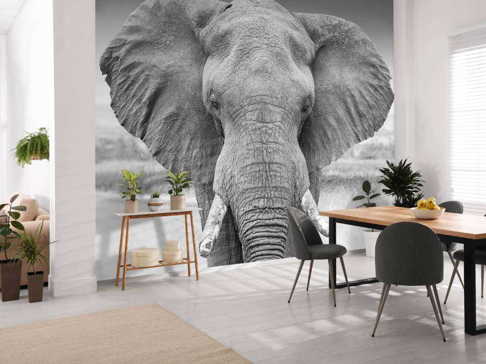 Elefante bianco e nero