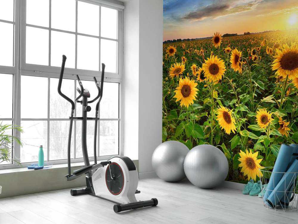 Bellissimo campo di girasoli