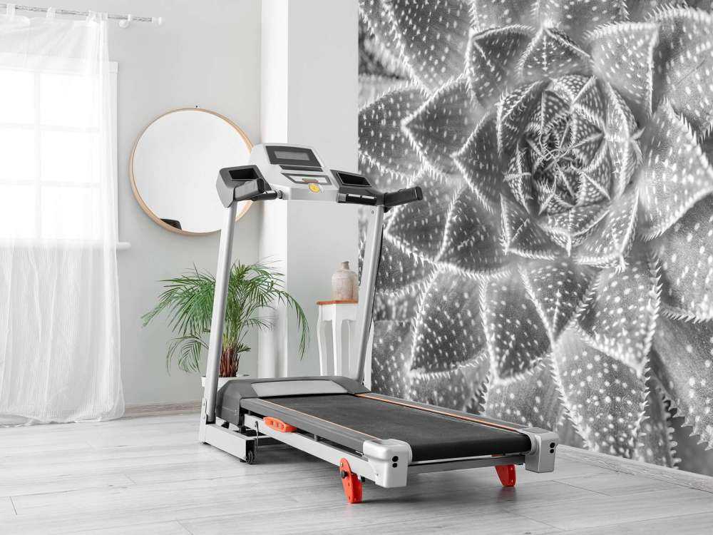 Primo piano di una succulenta