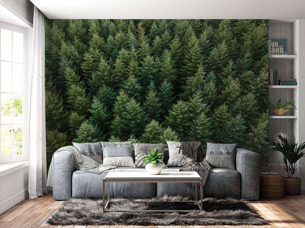 Abeti di Douglas dall'alto