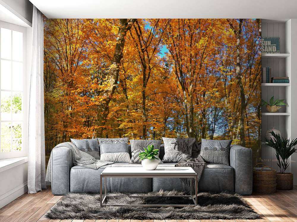 Autunno nella foresta